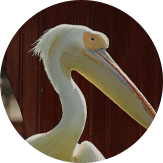 智慧動物園運(yùn)營建設(shè)方案