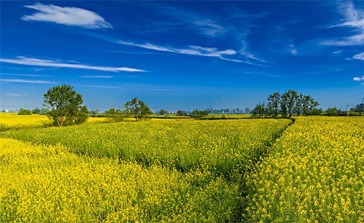 1585908311730362.jpg 景區門票預約系統6.jpg