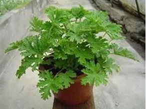 1592552241547055.png 小泥人微信商城,蚊子太猖獗了,4種“花”暈倒.png