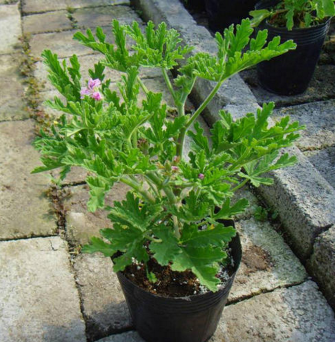 1592552250465733.png 小泥人微信商城,蚊子太猖獗了,4種“花”暈倒.png