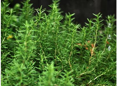 1592552263530182.png 小泥人微信商城,蚊子太猖獗了,4種“花”暈倒.png