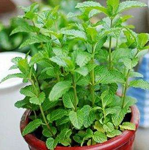 1592552271387853.png 小泥人微信商城,蚊子太猖獗了,4種“花”暈倒.png