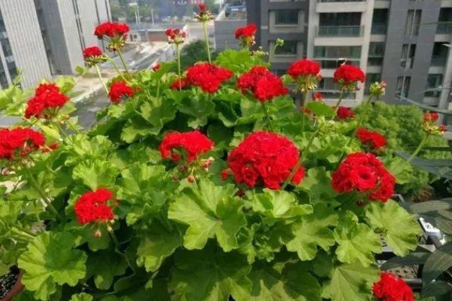 1592552309847448.jpg 小泥人微信商城,蚊子太猖獗了,4種“花”暈倒jpg