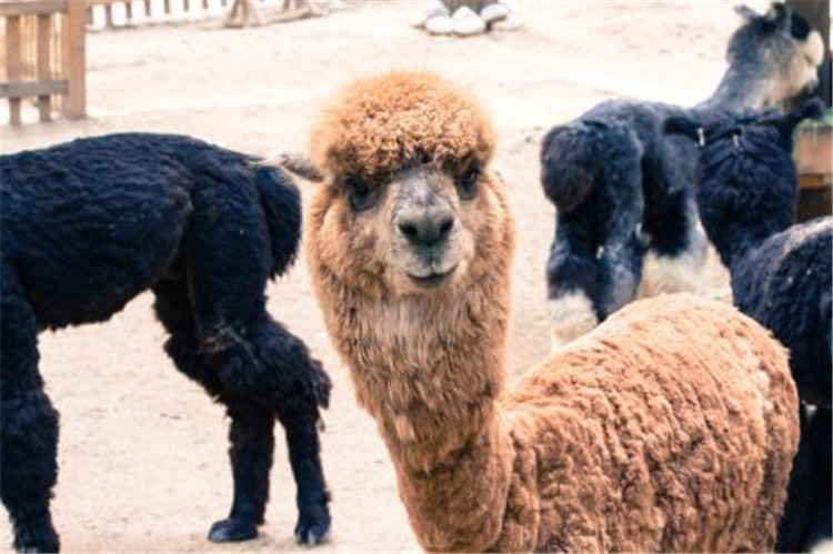 1597223824945147.jpg 2020年北京野生動物園智能電子導覽、語音講解、手繪地圖上線了4.jpg