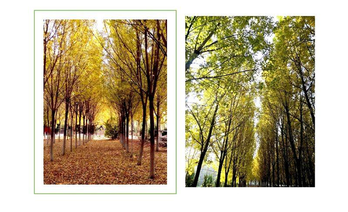 1604481358435991.jpg 山東濱州武圣園旅游景區公眾號限時活動開始啦,暖秋福利不要錯過.jpg