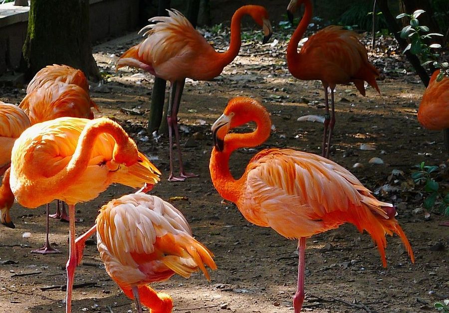1606731374907682.jpg 2020年浙江杭州動物園手繪地圖、語音講解、電子導覽等智能導覽系統上線啦.jpg
