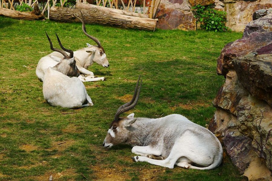 1606731382454696.jpg 2020年浙江杭州動物園手繪地圖、語音講解、電子導覽等智能導覽系統上線啦.jpg