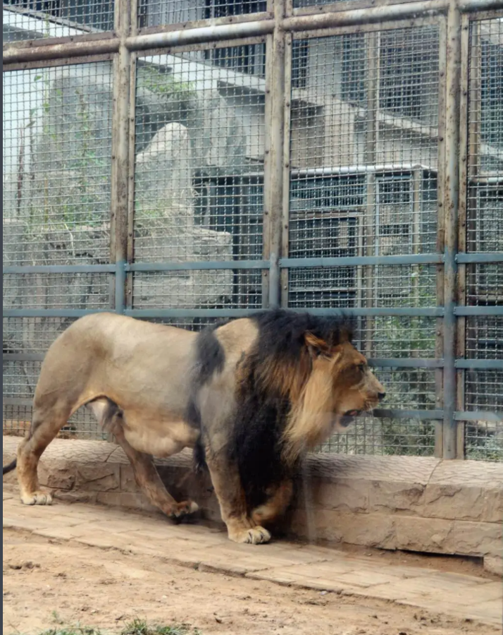 濟南動物園電子導覽系統,電子語音講解系統上線.png