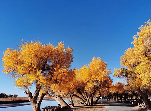 1626660112446868.jpg 2021年內蒙古大漠胡楊景區手繪地圖、語音講解、電子導覽等智能導覽系統上線.jpg