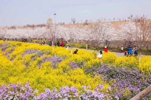 河南滎陽4A豐樂櫻花園景區(qū)電子語音講解導(dǎo)覽上線，讓豐樂櫻花園更加有層次感.png