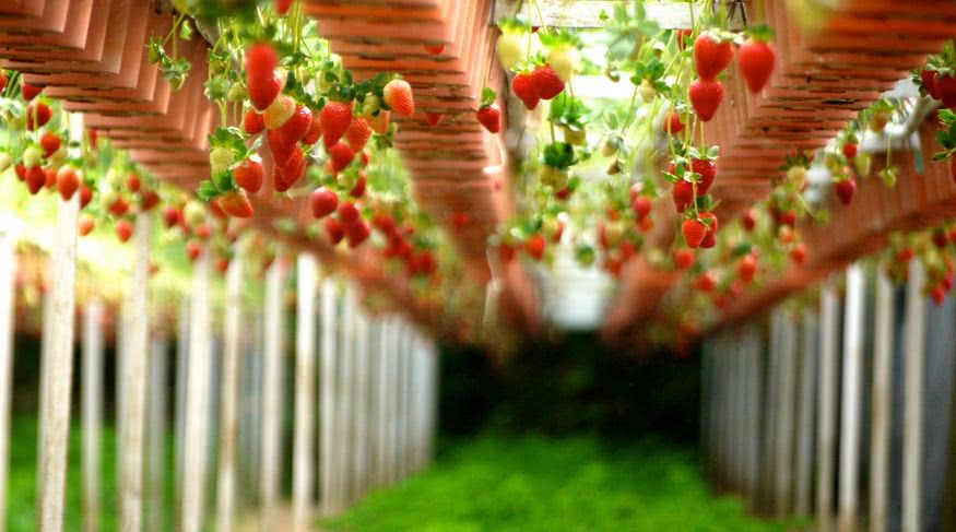 1629862930878157.jpg 河北佐美莊園手繪地圖功能更新啦,手機導覽讓游玩更有趣.jpg