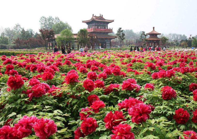 2021河南洛陽國家牡丹園智慧導(dǎo)覽帶你觀賞千年牡丹王的國色天香.png
