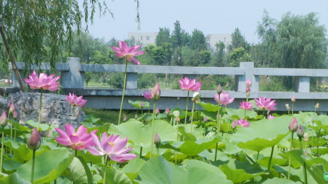 1631505732988133.jpg 2021年正定隆興別苑公園智能導覽全新功能中秋亮相.jpg