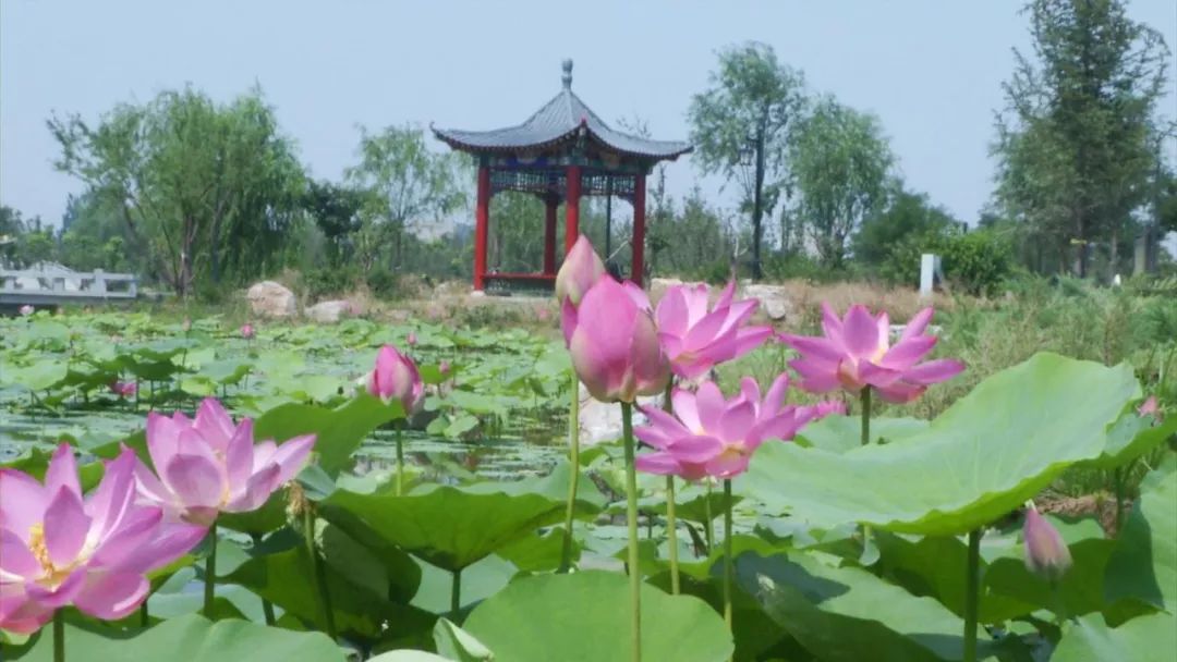 1631505789907147.jpg 2021年正定隆興別苑公園智能導覽全新功能中秋亮相.jpg