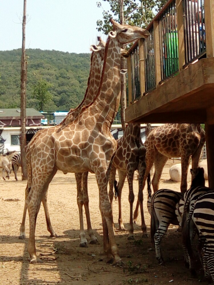 1631633300397148.jpg 北方森林動(dòng)物園智慧導(dǎo)覽系統(tǒng)升級(jí),開啟電子導(dǎo)覽功能新體驗(yàn),豐富游玩體驗(yàn).jpg
