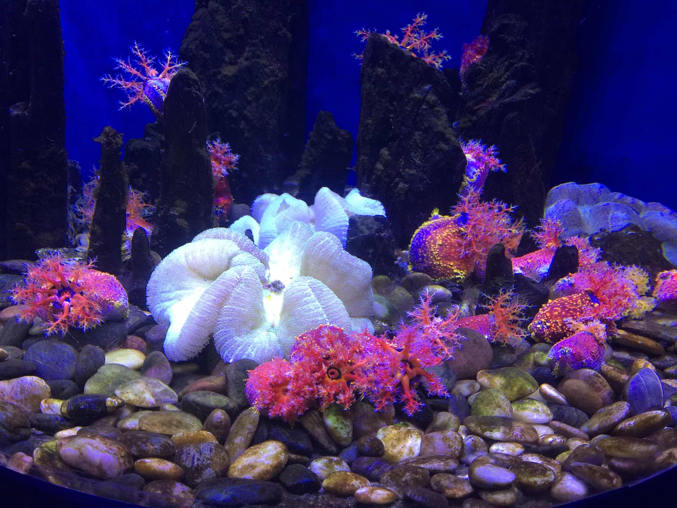 1631633806830762.jpg 4A景區大連圣亞海洋世界線路推薦智能系統,幫你避開擁擠排隊暢玩圣亞2.jpg