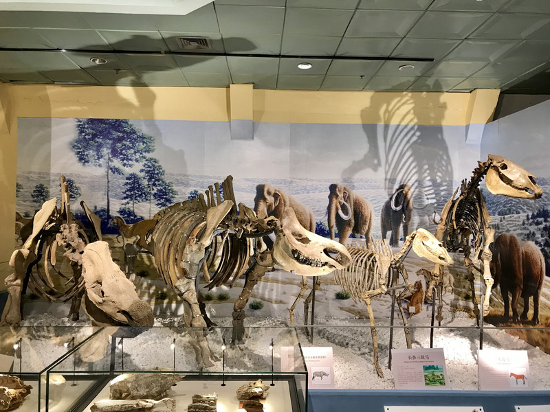 1631635595675088.jpg 2021年大連自然博物館智能電子導(dǎo)覽、語音講解、手繪地圖等4大功能.jpg