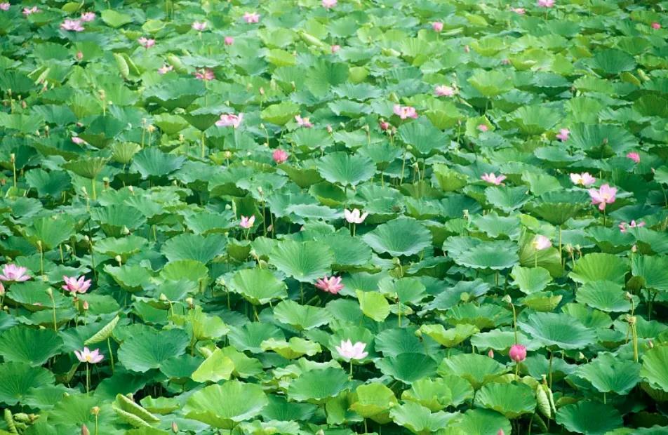 1635321171325250.jpg 白洋淀手繪全景包含內(nèi)容.jpg