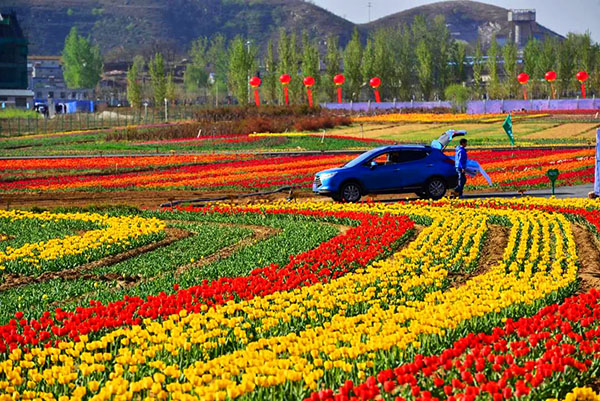 1635489458104529.jpg 保定狼牙山萬畝花海手繪全景.jpg