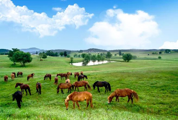 1651395338433824.jpg 武漢木蘭草原風景區電子導覽.jpg