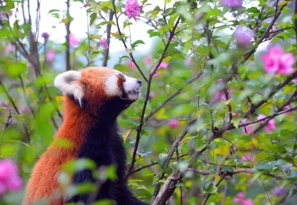 1651817600575247.jpg 九峰國家森林公園智慧電子導覽技術合作.jpg