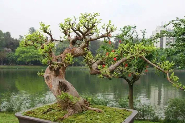 1661476773884428.jpg 中華紫薇園電子導(dǎo)覽系統(tǒng)服務(wù)商.jpg