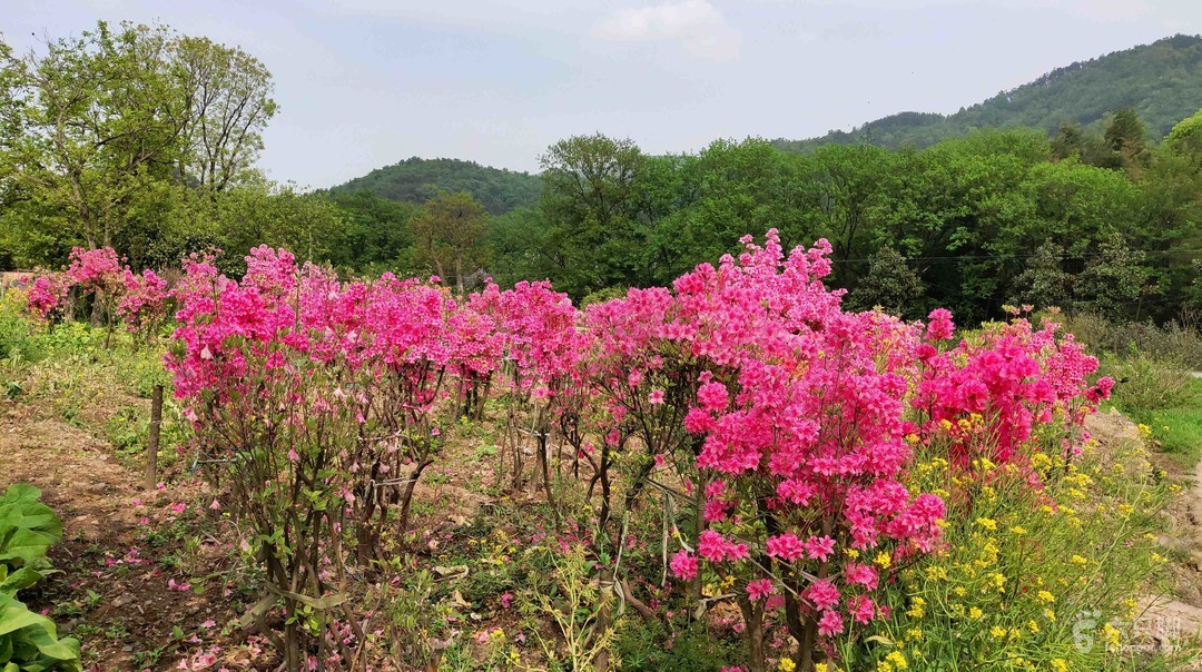 湖南百花寨景區介紹及需求.jpeg