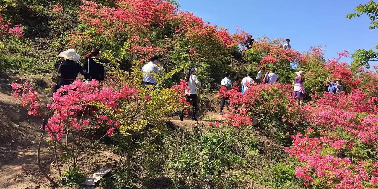 湖南百花寨景區票務管理系統多少錢.jpeg