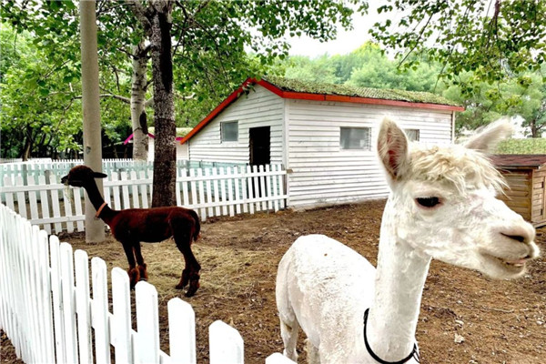 兒童馬術綜合管理系統好處.jpg 兒童馬術綜合管理系統價格.jpg