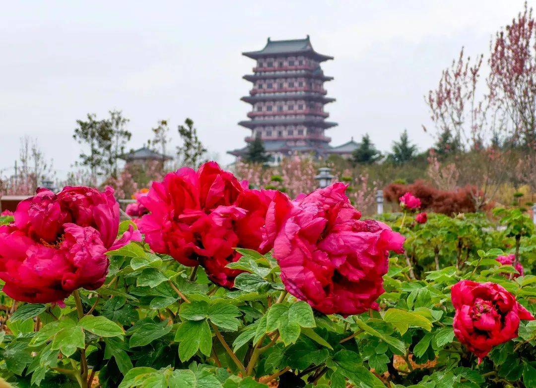 河南洛陽牡丹花園票務(wù)管理系統(tǒng)功能.jpeg