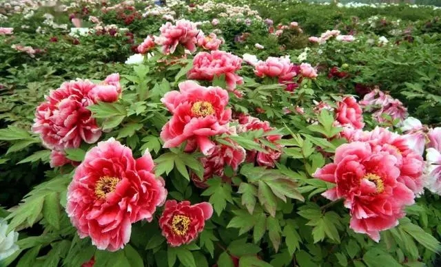 河南洛陽牡丹花園票務(wù)管理系統(tǒng)哪家好2.webp.jpg