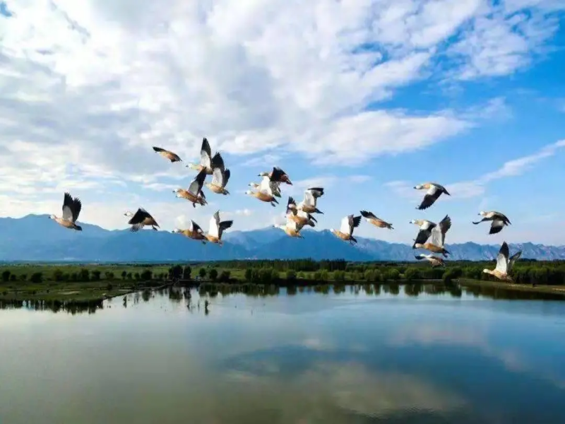 北京延慶野鴨湖濕地公園票務系統(tǒng)公司.png