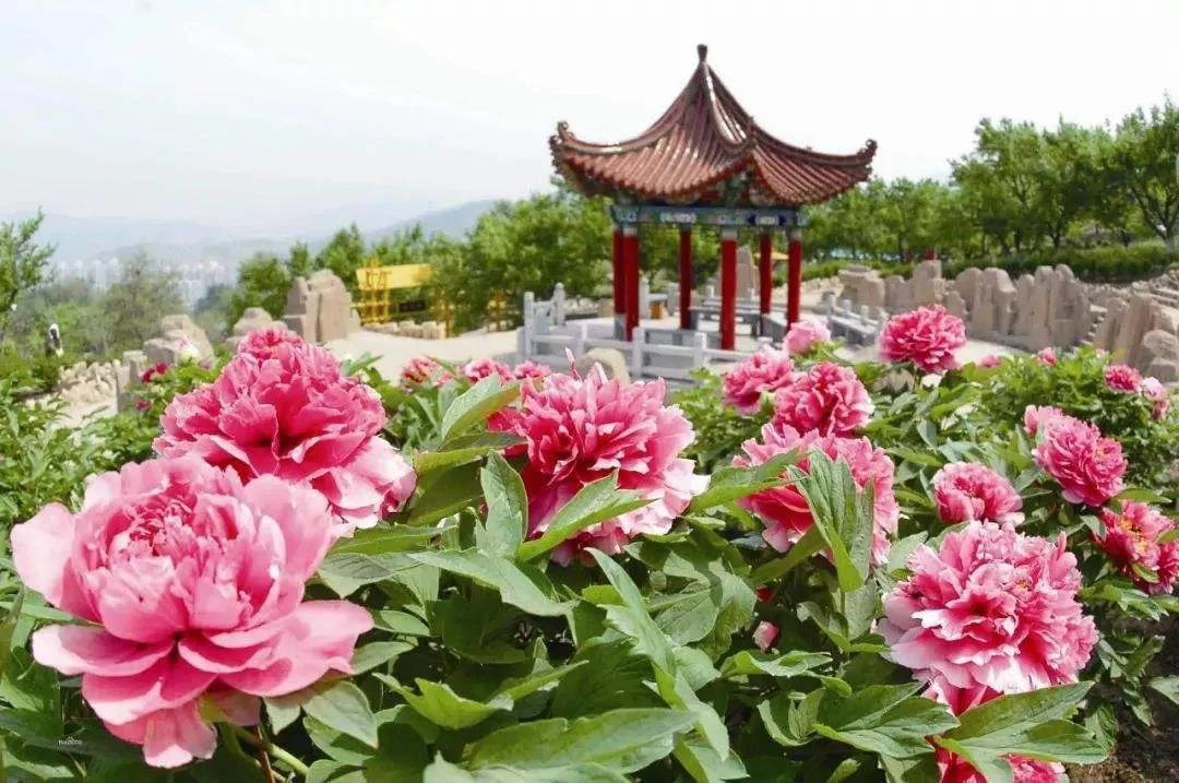 河南洛陽神州牡丹園票務(wù)分銷管理系統(tǒng)介紹.jpg
