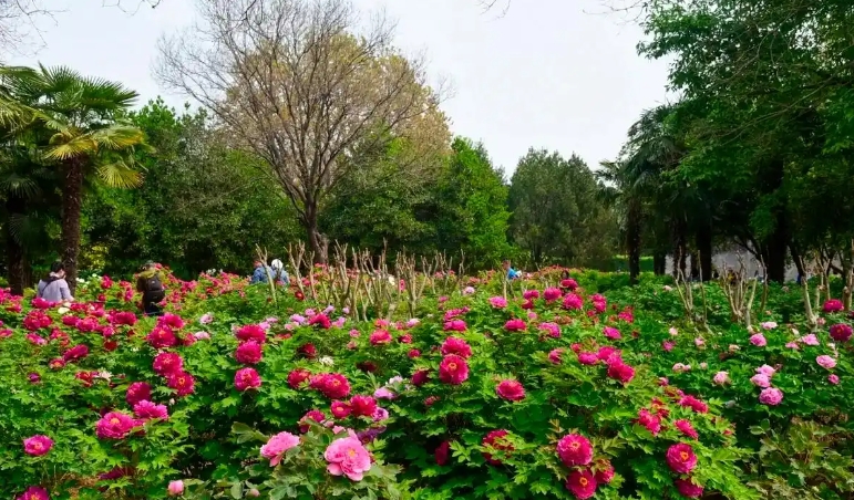 河南洛陽國家牡丹園票務OTA對接管理系統哪家公司開發.png