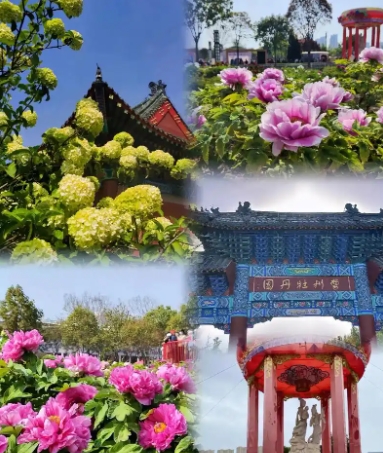 山東菏澤市中國牡丹園景區(qū)電子票分銷管理系統(tǒng)價格.png