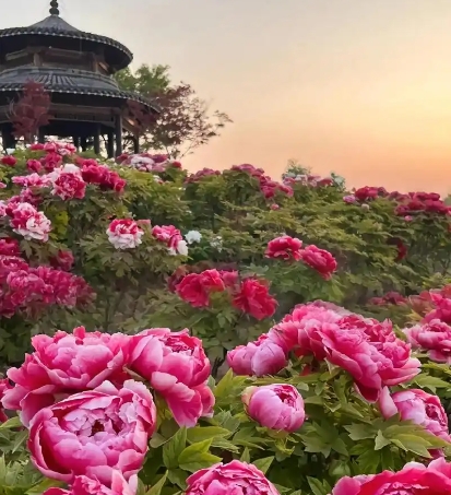 山東菏澤市中國牡丹園景區(qū)電子票分銷管理系統(tǒng)解決方案.png