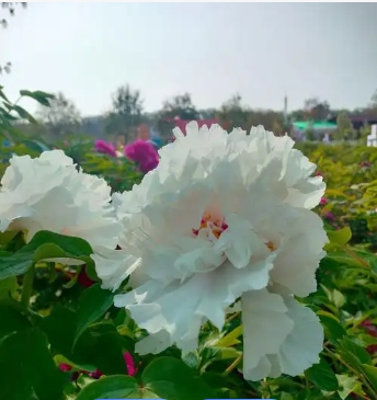 山東菏澤市中國牡丹園景區(qū)電子票分銷管理系統(tǒng)哪家公司開發(fā).png