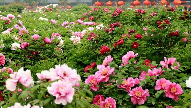 山東曹州百花園景區(qū)電子票多業(yè)態(tài)管理系統(tǒng)12大功能1.png