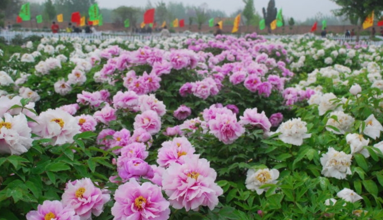 山東曹州百花園景區(qū)電子票多業(yè)態(tài)管理系統(tǒng)哪家公司好1.png