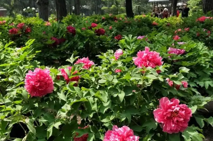 山西太原?晉祠牡丹園景區(qū)電子票自動分賬管理系統(tǒng)解決方案.png