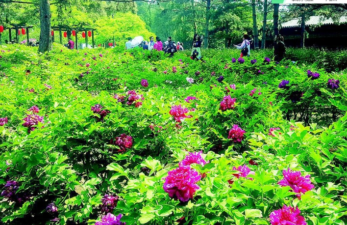 山西太原?晉祠牡丹園景區(qū)電子票自動分賬管理系統(tǒng)哪家公司強.png