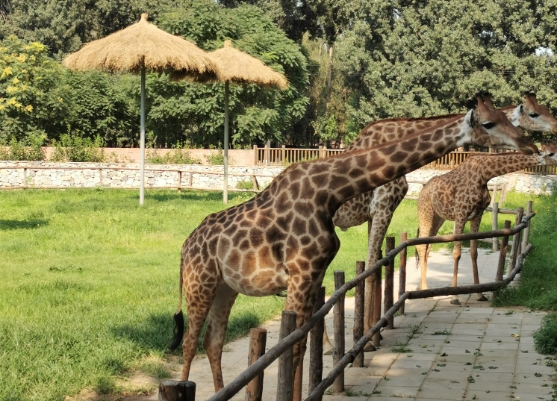 北京野生動(dòng)物園景區(qū)電子票 OTA 對(duì)接系統(tǒng)功能.png