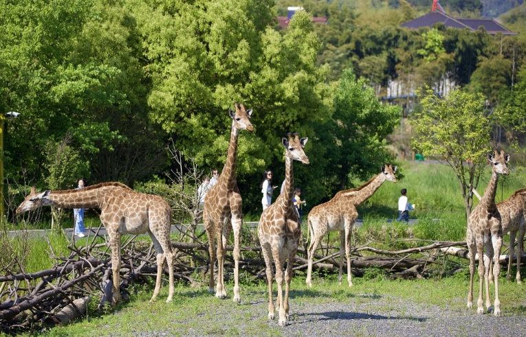 北京野生動(dòng)物園景區(qū)電子票 OTA 對(duì)接系統(tǒng)哪個(gè)公司開(kāi)發(fā).png