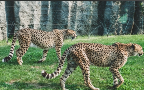 1755226707260584.png 北京野生動物園智能導覽系統開發公司1.png