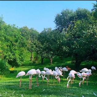 北京大興野生動物園 OTA 對接分銷系統(tǒng)多少錢.png
