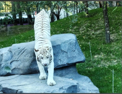 北京大興野生動物園 OTA 對接分銷系統(tǒng)開發(fā)公司.png
