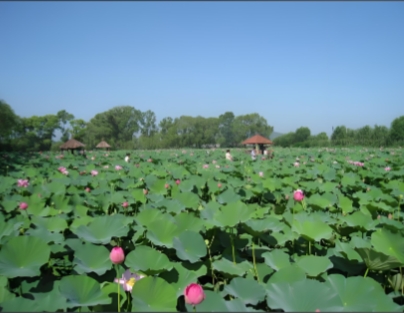 1755244799566008.png 大連千年古蓮園景區票務系統開發公司.png