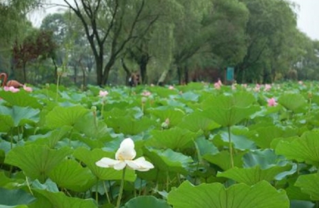 1755244811771400.png 大連千年古蓮園景區票務系統開發公司1.png