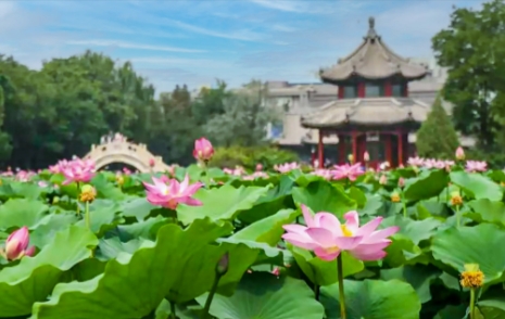 1755244822422196.png 大連千年古蓮園景區綜合業態管理系統多少錢.png