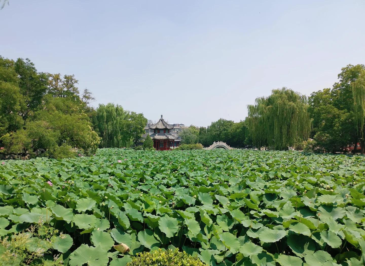 1755244848100067.jpeg 大連千年古蓮園小泥人公司提供技術支持.jpeg